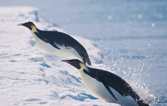 pingvini.jpg
