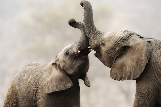slonovi.jpg